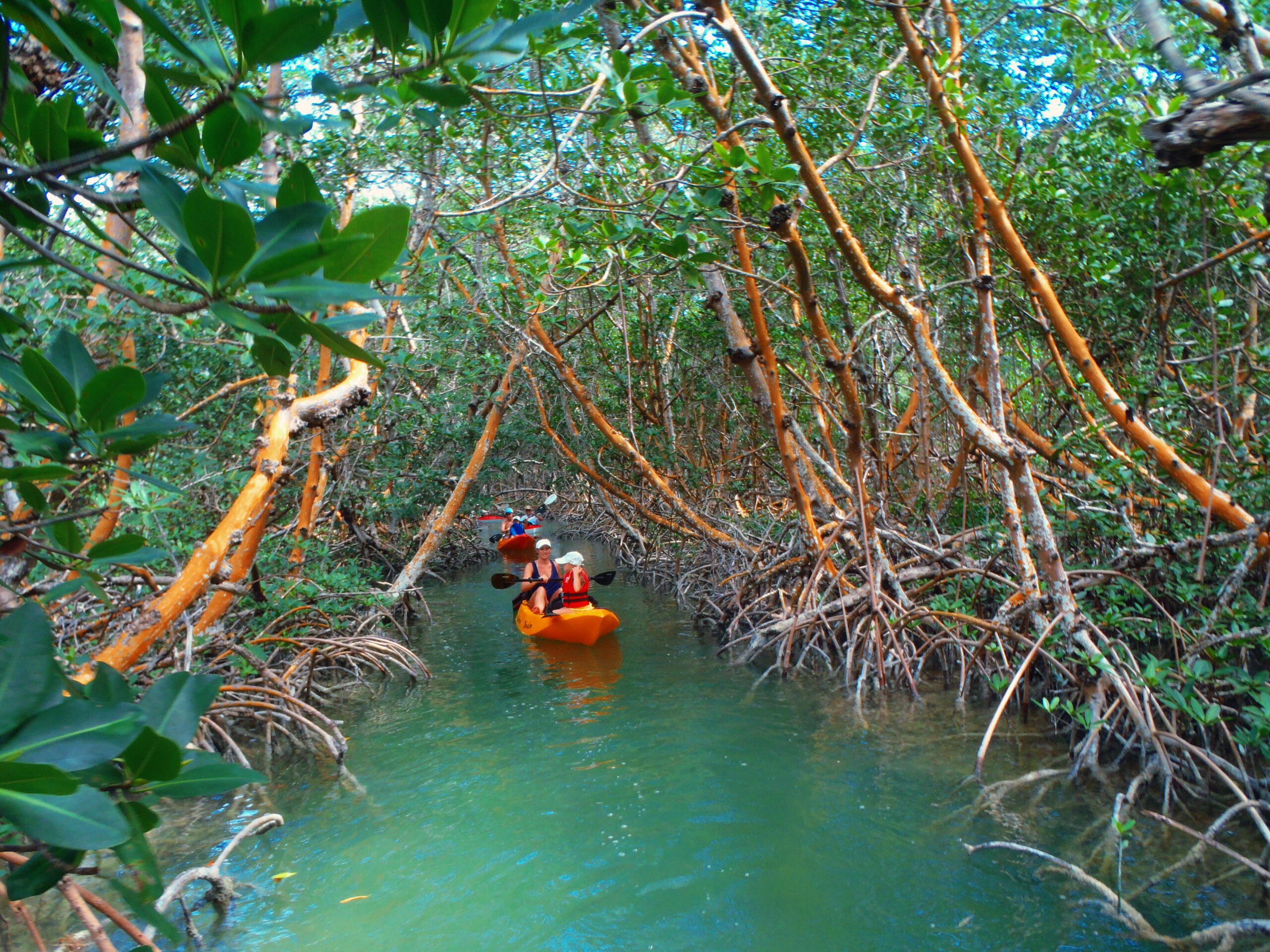 florida mangrove tours